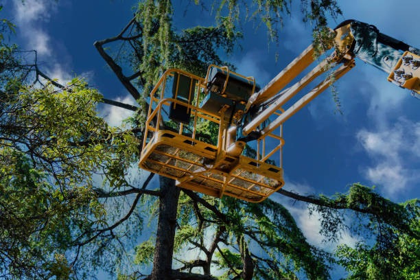 How Our Tree Care Process Works  in Sandy Springs, GA