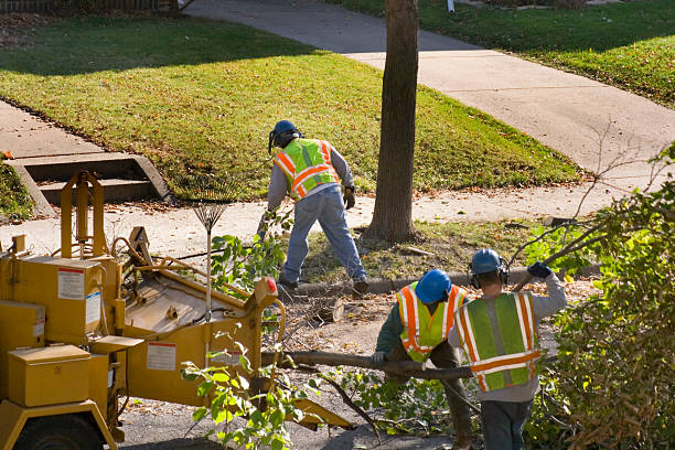 Lawn Renovation and Restoration in Sandy Springs, GA